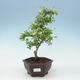 Indoor bonsai - Duranta erecta Aurea - 1/2