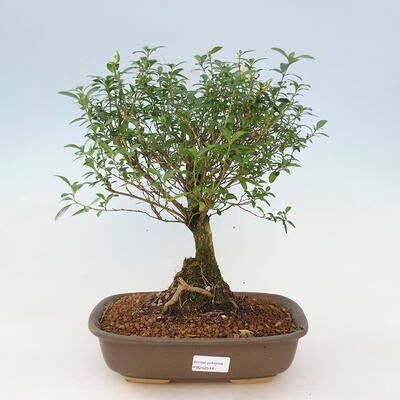 Room bonsai - Serissa foetida - Tree of a thousand stars
