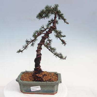 Outdoor bonsai - Cedrus Libani Brevifolia - Cedar green - 1