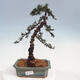 Outdoor bonsai - Cedrus Libani Brevifolia - Cedar green - 1/5