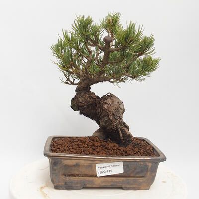 Outdoor bonsai - Pinus parviflora - White Pine - 1