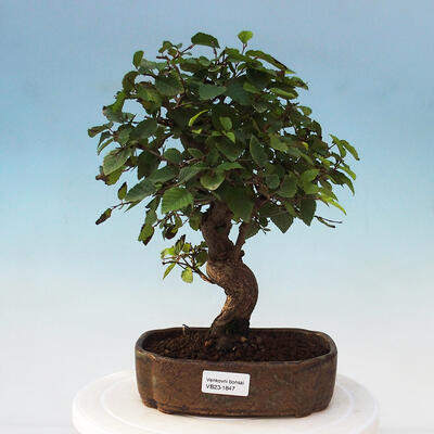 Outdoor bonsai - Carpinus Coreana - Korean hornbeam - 1