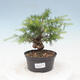 Outdoor bonsai -Larix decidua - Larch - 1/4
