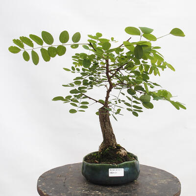 Outdoor bonsai - Pinus sylvestris Watereri - Scots Pine - 1
