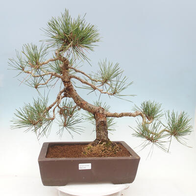Outdoor bonsai - Pinus sylvestris Watereri - Scots Pine - 1
