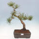 Outdoor bonsai - Pinus sylvestris Watereri - Scots Pine - 1/5