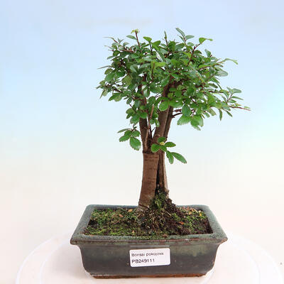 Outdoor bonsai - Pinus Nigra - Black pine - 1