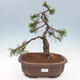 Outdoor bonsai - Pinus mugo - Pine Kneeling - 1/4