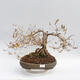 Outdoor bonsai - Forsythia - Forsythia intermedia maluch - 1/5