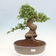 Outdoor bonsai - Maple Buergerianum - Burger Maple - 1/5
