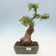 Outdoor bonsai - Maple Buergerianum - Burger Maple - 1/5