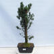 Outdoor bonsai - Taxus cuspidata - Japanese yew - 1/5