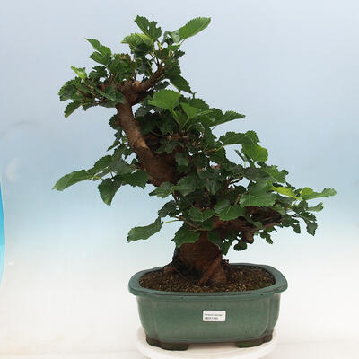 Outdoor bonsai - Morus alba - mulberry - 1