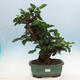 Outdoor bonsai - Morus alba - mulberry - 1/6