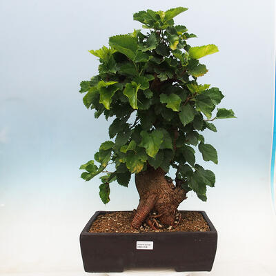 Outdoor bonsai - Morus alba - mulberry - 1