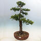 Outdoor bonsai - Zelkova - Zelkova NIRE - 1/7