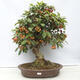 Outdoor bonsai -Malus Halliana - fruited apple - 1/6