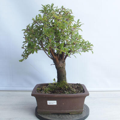 Outdoor bonsai - Mahalebka - Prunus mahaleb - 1