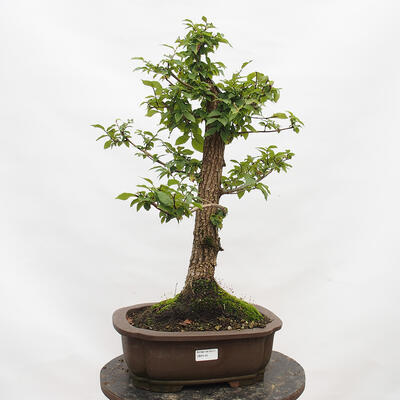 Outdoor bonsai-Ulmus Glabra-Hard Elm - 1