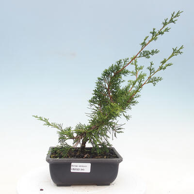 Outdoor bonsai - Juniperus chinensis Itoigawa-Chinese juniper - 1