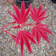 Outdoor bonsai - Acorn palm tree maple BENI THUNASA - 1/2
