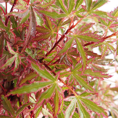 Outdoor bonsai - Acer palmatum Butterfly VB2020-697 - 1
