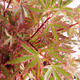 Outdoor bonsai - Acer palmatum Butterfly VB2020-697 - 1/3
