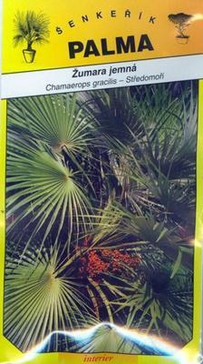 Zumar fine - Chamaerops gracilis