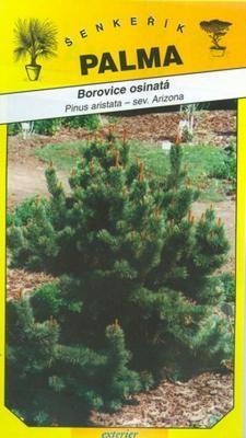 Bristlecone pine - Pinus aristata