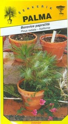 Paprsčitá Pine - Pinus radiata