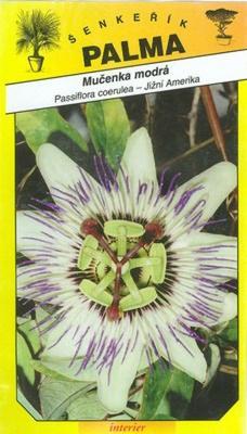 Passion cerulean blue -Passiflora