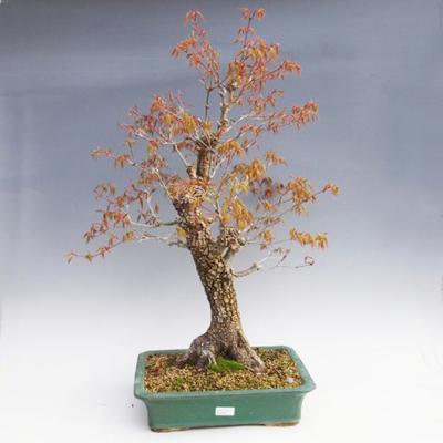 Outdoor bonsai -Javor cork VB40426 - 1