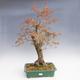 Outdoor bonsai -Javor cork VB40426 - 1/3