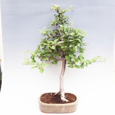 Outdoor bonsai -Maloplodá apple VB50100 - 1