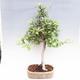Outdoor bonsai -Maloplodá apple VB50100 - 1/3