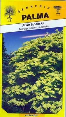 Japanese maple - Acer japonicum
