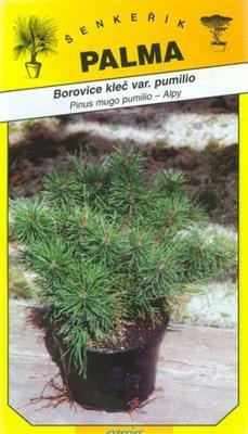 Pine klečvar. mugo pumilio -Pinus pumiilio