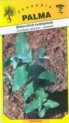   Eucalyptus globulus - Eucaliptus globulus