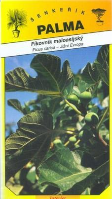 Anatolian fig tree - Ficus carica