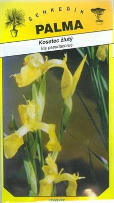 Yellow Iris Iris pseudacorus-