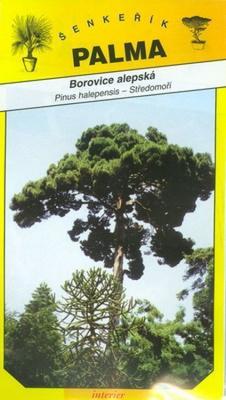 Alepská Pine - Pinus halepensis