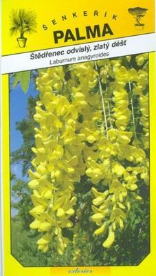 Laburnum anagyroides, golden rain - Laburnum anagyroid