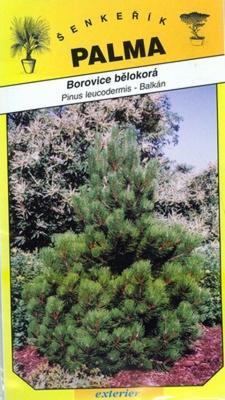 Fir Pine - Pinus leucodermis