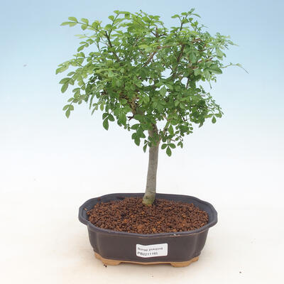 Room bonsai - Fraxinus uhdeii - room Ash - 1