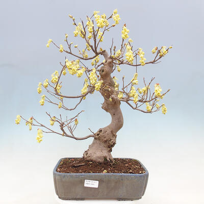 Outdoor bonsai - Hazelnut - Corylopsis Spicata - 1