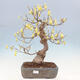 Outdoor bonsai - Hazelnut - Corylopsis Spicata - 1/7