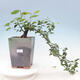 Indoor bonsai - Grewia occidentalis - Lavender star - 1/7
