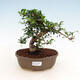 Indoor bonsai - Carmona macrophylla - Tea fuki - 1/5
