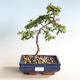 Outdoor bonsai-Pyracanta Teton -Hlohyny - 1/2