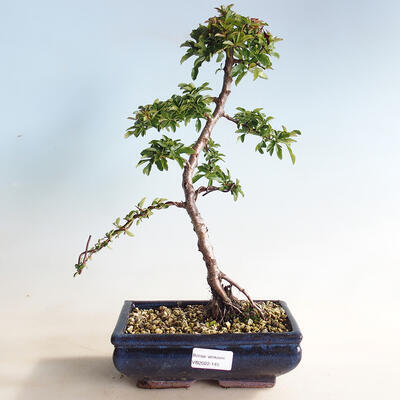 Outdoor bonsai-Pyracanta Teton -Hlohyny - 1